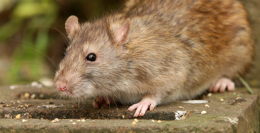 pic of rat