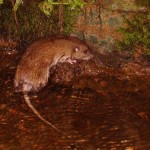 pic of rat