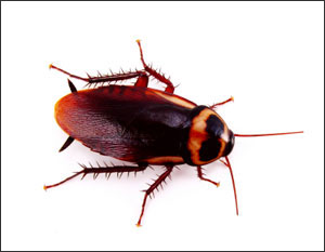 Picture of an American Cockroach