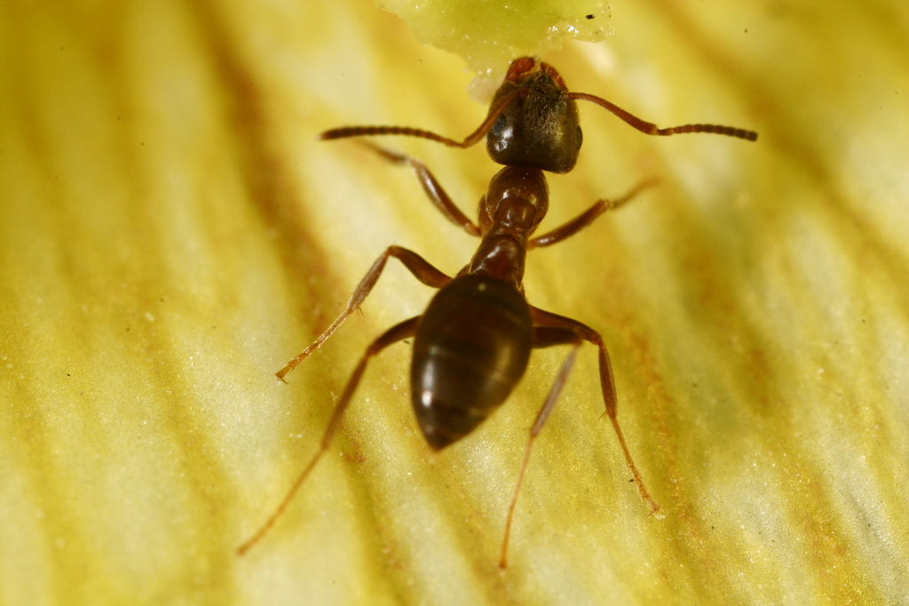 Picture of a Garden or Black Ant