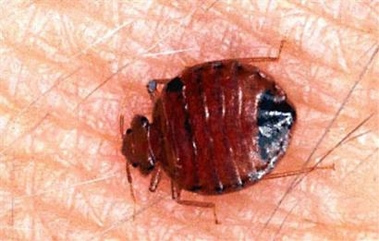 Picture of a Garden or Black Ant