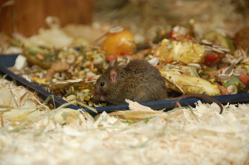 Picture of a Mouse