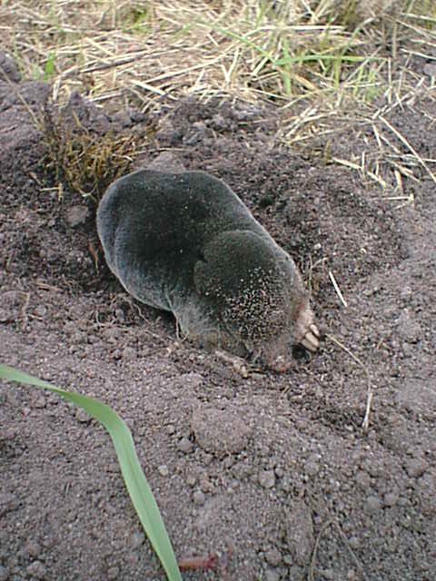 Picture of a Mole