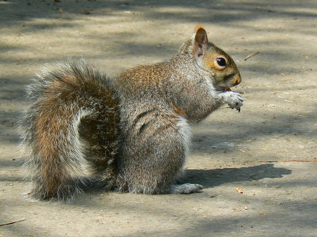 Picture of a Squirrel