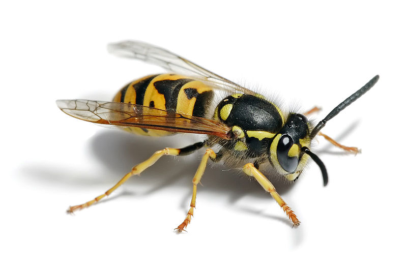 Picture of a Wasp