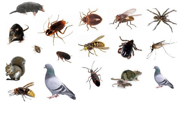 Pests of the UK
