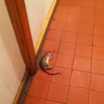 rat1