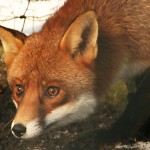 fox caught