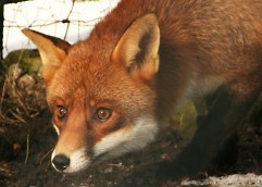 Picture of a Fox
