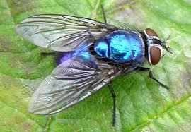 Picture of a Flies