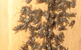Picture of a Flies