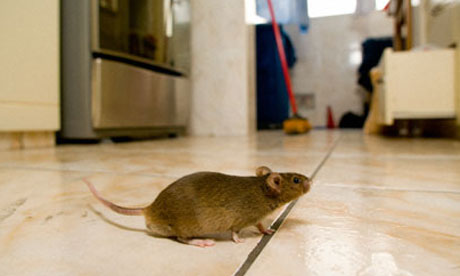 Picture of a mouse in a kitchen