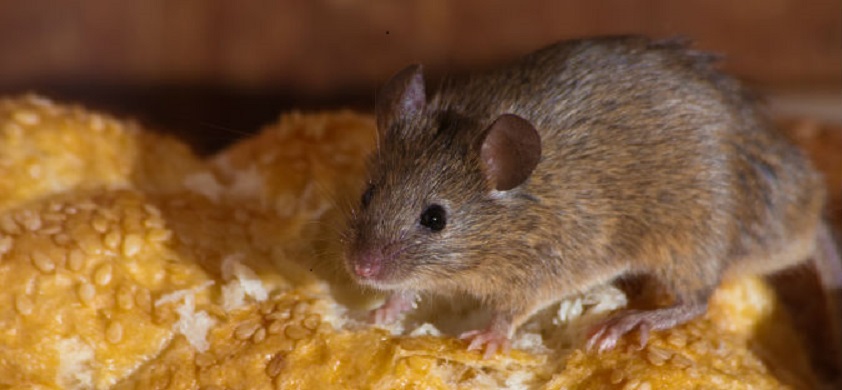 Picture of a mouse in a kitchen